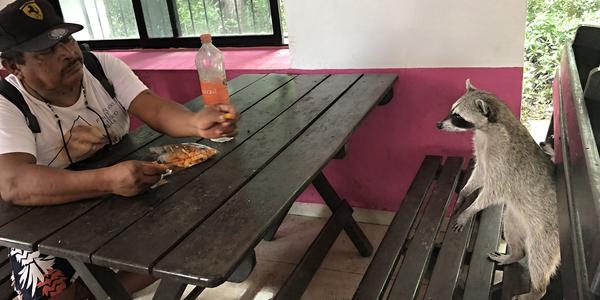 260-BR Celestún, v restauraci