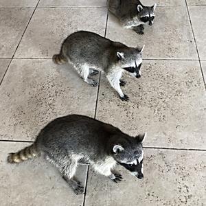 260-BR Celestún, čekání na turisty