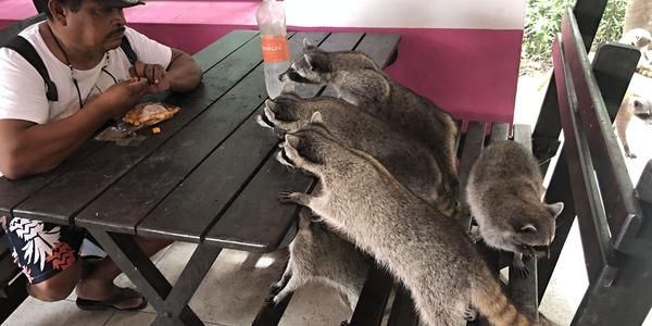 262-BR Celestún, v restauraci