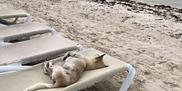 264-Celestún, na pláži