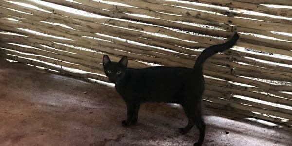 294-Tulum, kočka na dálnici