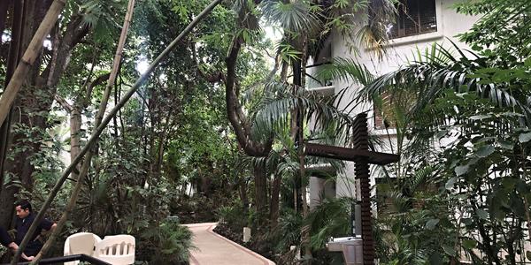 299-Playa Carmen, hotelová zahrada