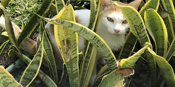 301-Playa Carmen, hotelová kočka