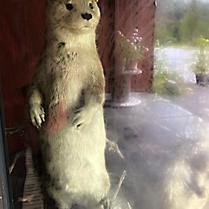 084-U ledovce Boyabreen