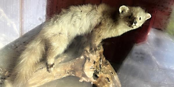 085-U ledovce Boyabreen