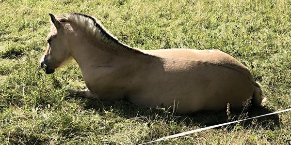 096-Pod ledovcem Briksdalsbreen