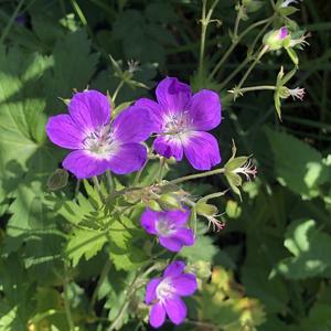 100-Pod ledovcem Briksdalsbreen