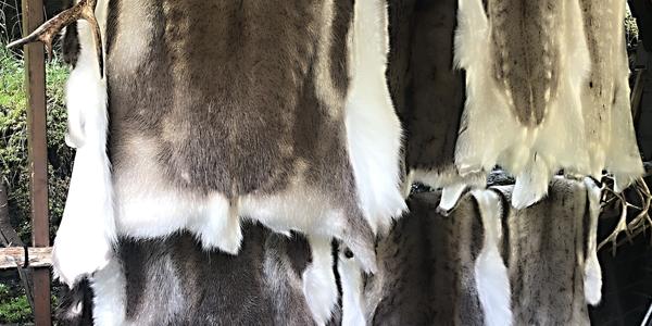 129-Slettafossen, sobí kůže