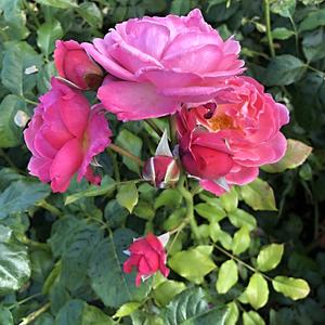 155-Oslo, Vigelandův park