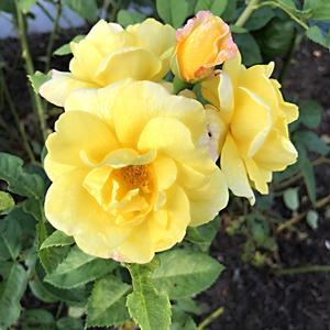 157-Oslo, Vigelandův park