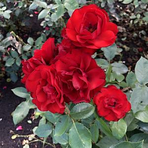 159-Oslo, Vigelandův park