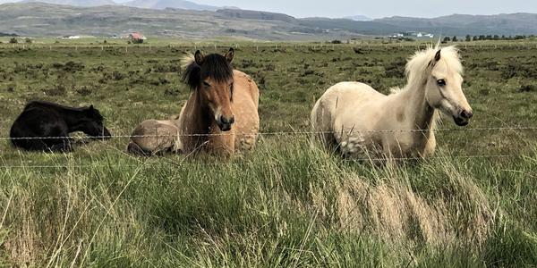 011-koně u kráteru Grábrók