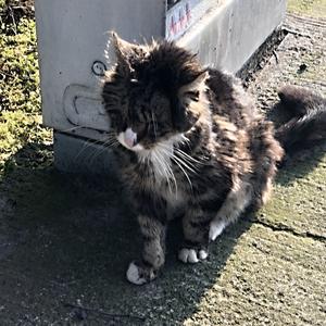 022-Reykjavík, živou kočku zde neuvidíte, možná tuhle chuděru