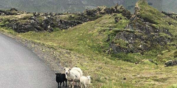 027-Snaefellsnes, krajina s ovcemi