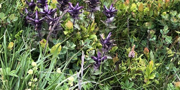 044-Snaefellsnes, Bartsia alpina, pod horou Keilir