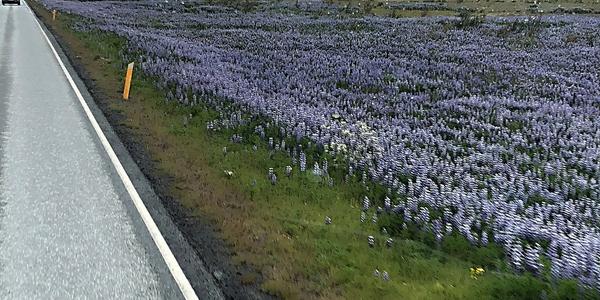 054-Lupina dominující červnovému Islandu