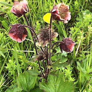 075- U gejzíru Strokkur, Geum, kuklík