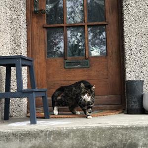 086-  Reykjavík, přestože u dveří, je to bezdomovecká kočka