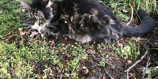 087-  Reykjavík, bezdomovecká kočka se zlomeným ocasem