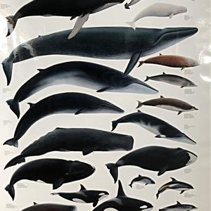 091- Reykjavík, plavba za pozorováním velryb