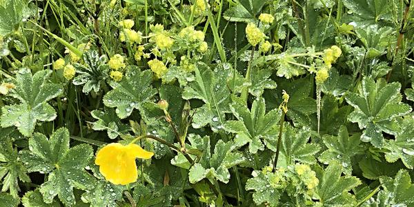 095- Seljalandfoss, vegetace pod vodopádem