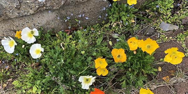 121- Reykholt, máky