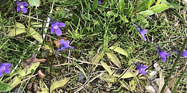 126- Hraunfossar, masožravá Pinguicula