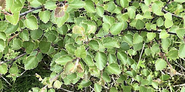 128- Hraunfossar, Betula lenta