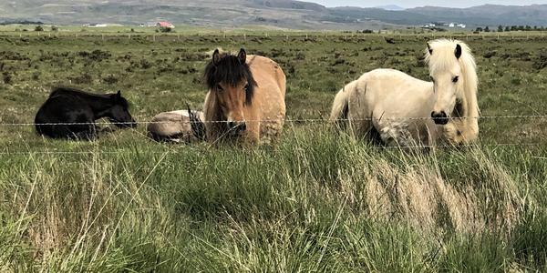 130- Koně cestou od kráteru Grábrók