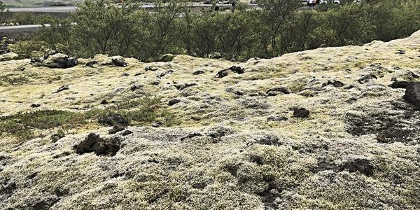 133- Grábrók, staré lávové pole zarostlé Rhacomitrium lanuginosum