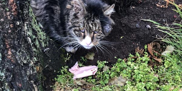 135- Reykjavík, rozločení s mojí kočkou