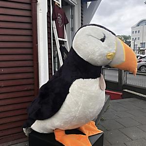 140- Lundí, papuchalk, symbol Islandu