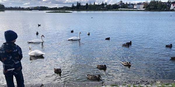 011-Reykjavík, Tjornin