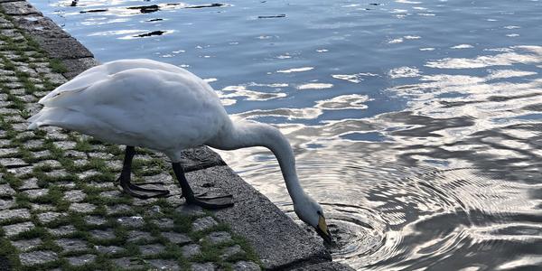 013-Reykjavík, žízeň