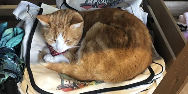 025-Reykjavík, The cats