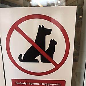 027-Reykjavík, The cats