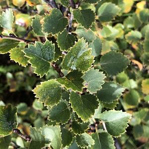 053-Thingvellir, Betula lenta