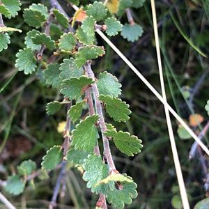 055-Thingvellir, Betula nana