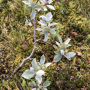 057-Thingvellir, Salix lanata