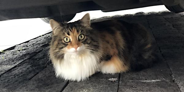 074-Reykjavík, vyděšená kočka