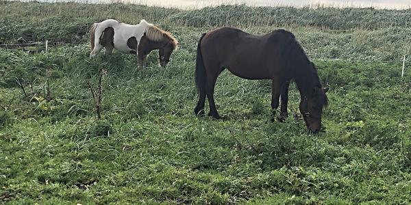 084-Koně ve Vík y Mýrdal