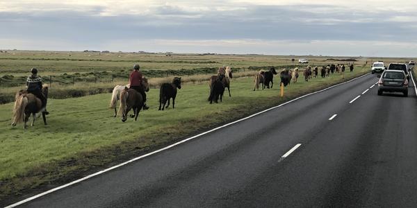 090-Islandští koně