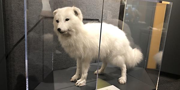 131-Reykjavík, Perlan, liška polární v zimě