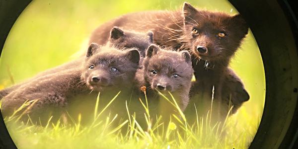 132-Reykjavík, Perlan, liška polární v létě