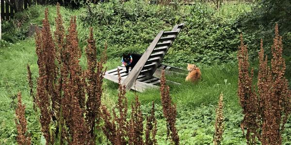 135-Reykjavík, v zahradě