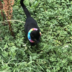 136-Reykjavík, chudáci místní kočky