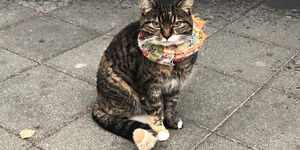 137-Reykjavík, chudáci místní kočky