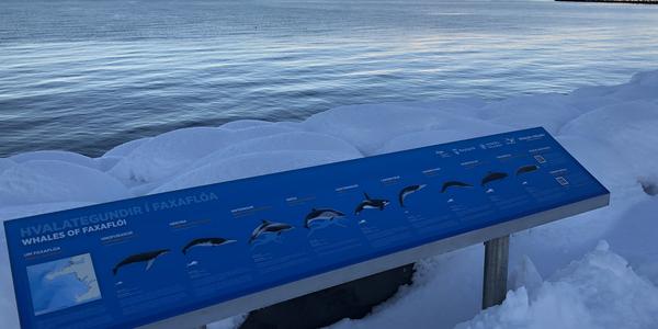 115-Reykjavík, v pozadí Esja