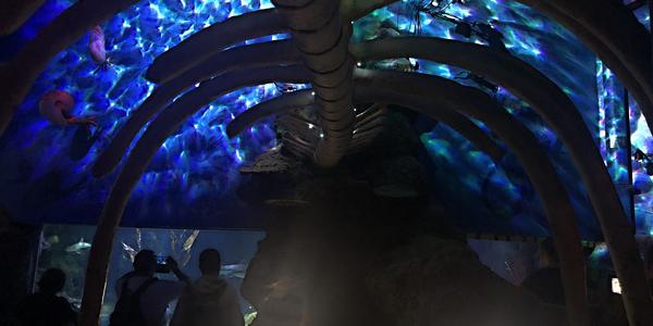 062-Helsinki, Sea Life centrum