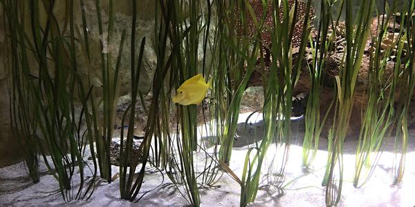 066-Helsinki, Sea Life centrum